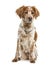 Brittany dog sitting against white background