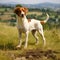 Brittany dog standing on the green meadow in a summer green field. Brittany dog standing on the grass with summer landscape in the