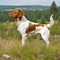 Brittany dog standing on a green meadow in summer. Profile portrait of a Brittany dog standing on the grass with a summer