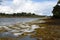 Brittany landscape in morbihan gulf, swamp with seewead