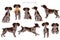 Brittany spaneil clipart. Different poses set. Adult and puppy dogs infographic