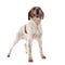 Brittany spaniel