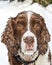 Brittany Spaniel