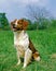 Brittany Spaniel, Adult sitting on Grass