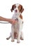 Brittany spaniel being examined with a stethoscope
