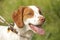 Brittany spaniel close up