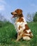 Brittany Spaniel, Dog sitting on Grass