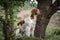 Brittany spaniel female dog portrait