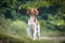 Brittany spaniel female dog portrait