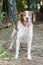 Brittany Spaniel hunting dog with safety orange tracking collar