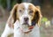 Brittany Spaniel hunting dog with safety orange tracking collar