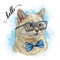 Brittish cat head in glasses and bow tie vector illustration