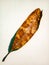 a brittle wilted leaf on a white background