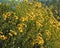 Brittlebush Anza-borrego desert flower