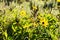 Brittlebush, california bush sunflower plant in yellow, with green pointed leaves