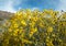 Brittlebush colors the desert 