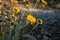 Brittlebush Desert Flowers