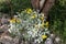 Brittlebush in a desert garden