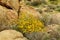 Brittlebush (Encelia farinosa), a desert plant in Joshua Tree National Park, USA