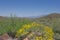 Brittlebush with mountains