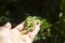 Briza maxima in female hand, beautiful annual herb, plant growing in the garden