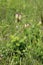 Briza media - Wild plant shot in the spring