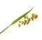 Briza, quaking grass, isolated