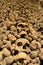 Brno, Czech Republic catacombs, human skulls