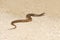 Broad-banded water snake crossing a sandy path