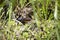 Broad-Banded Water Snake Slithering Along