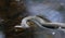 Broad-Banded Water Snake Swimming