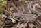 Broad-banded Water Snakes coiled up together