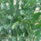 Broad bean or fava bean pods on tree with netting trellis at backyard garden near Dallas, Texas, USA