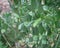 Broad bean or fava bean pods on tree with netting trellis at backyard garden near Dallas, Texas, USA