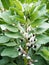 Broad bean flowers