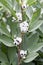 Broad Bean Flowers