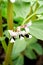 Broad bean plant