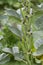Broad Bean plant in garden. Short pod variety. Aka Fava or Windsor beans.