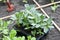 Broad Bean Plants