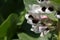 Broad bean plants in flower, variety Witkiem Manita, Vicia Faba also known as field bean, fava, bell, horse, windsor, pigeon and