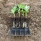 Broad bean seedlings and roots, young vegetable plants on soil