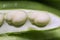 Broad beans macro, green, raw and fresh fava beans in open seed pod
