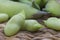Broad beans Vicia faba var. major in pods and seeds