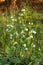 Broad beans vines, Vicia faba plant, vegetable and  flower