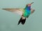 Broad-billed Hummingbird