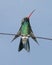 Broad-billed Hummingbird