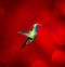 Broad Billed Hummingbird.