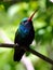 Broad-Billed Hummingbird