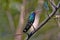 Broad-billed hummingbird in Arizona