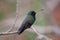 Broad-billed Hummingbird (Cynanthus latirostris)